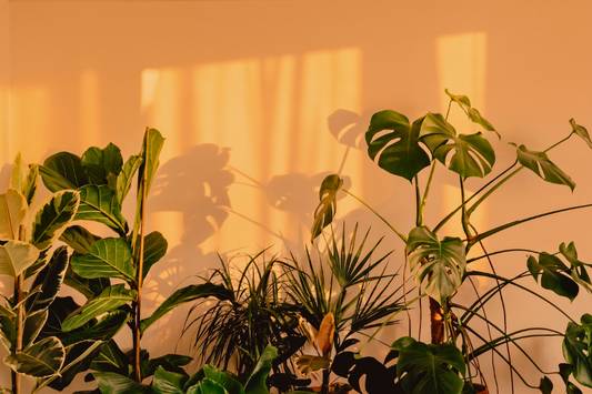 Why Is My Houseplant Dropping Leaves This Fall?