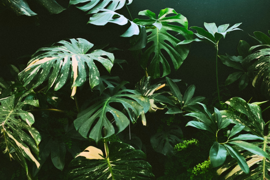 Thai Constellation Monstera: The Complete Care Guide