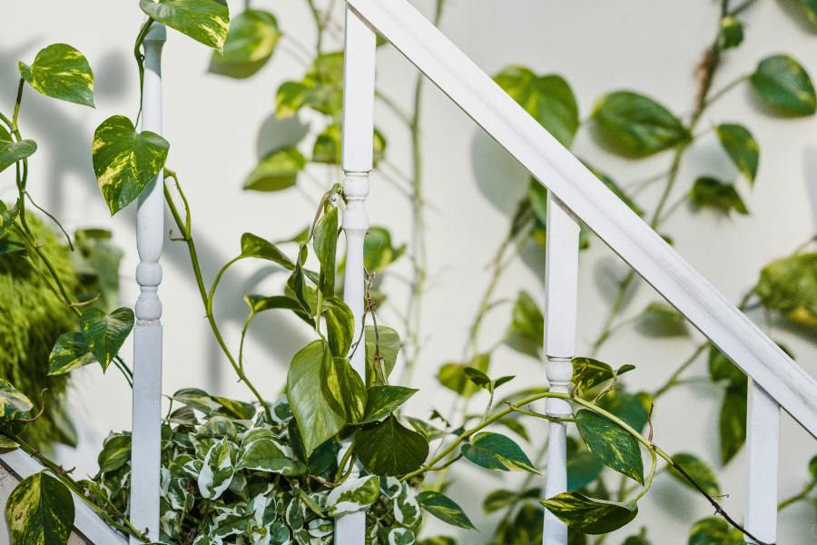 Leggy Plants? Here’s What’s Happening