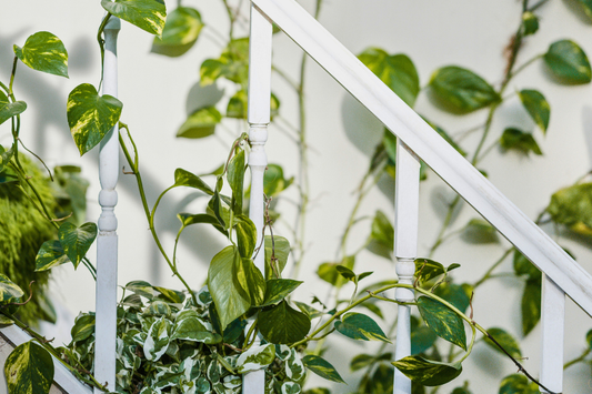 Leggy Plants? Here’s What’s Happening