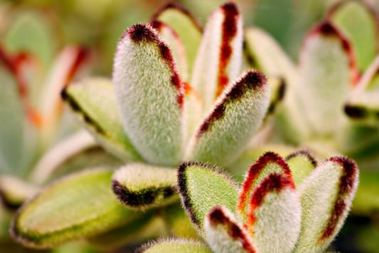 Best low-light plants for shorter fall days