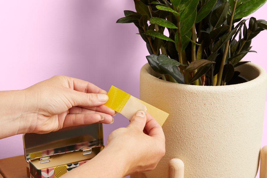 Your Plants Have a Fungus Gnat Problem: Why It Happens and How to Fix It Fast