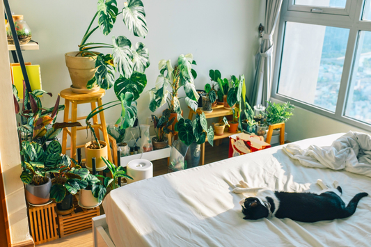 Fall Plant Care Guide: How to Help Your Houseplants Thrive Through the Season