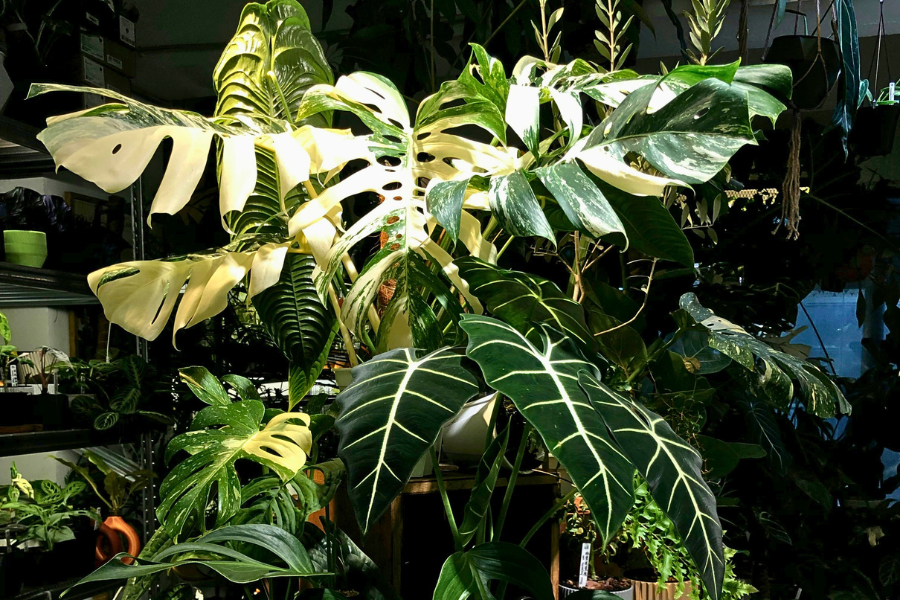 Rare Plants Your Collection’s Missing