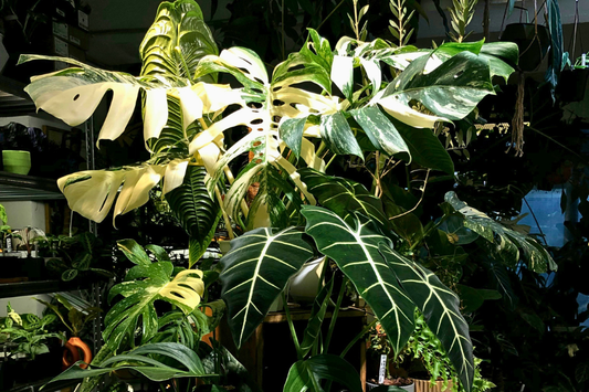 Rare Plants Your Collection’s Missing