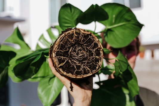 A guide to repotting this Spring