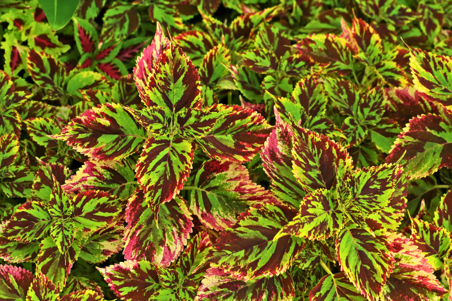 The Colorful Indoor Plants You Need This Summer