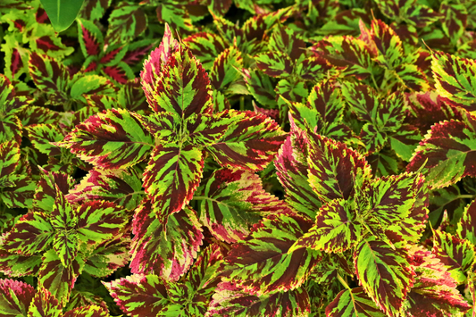 The Colorful Indoor Plants You Need This Summer