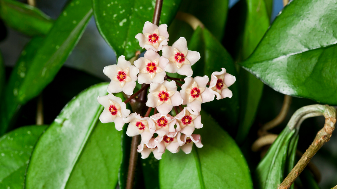 Hoya Blooms and spring plant care tips