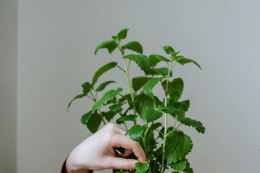 mint grown indoors in a pot