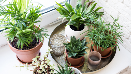Tips for houseplants in the winter