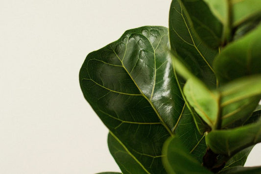 fiddle leaf fig plant care tips