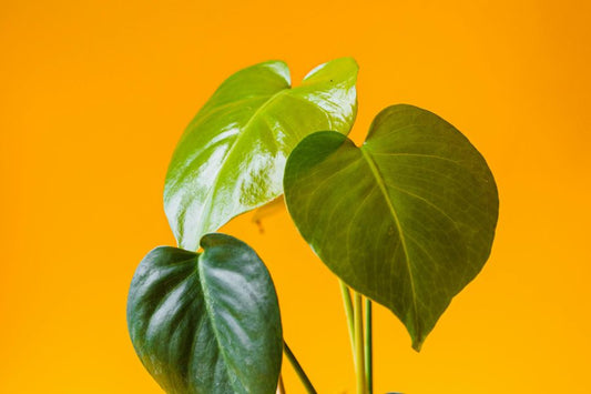 The Ultimate Guide to Watering Your Houseplants in Summer (Plus Fertilizer Tips!)