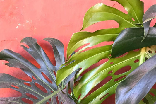 monstera leaves