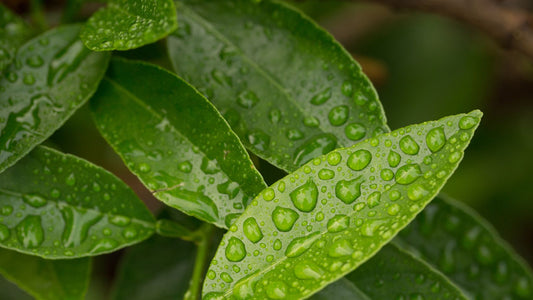 4 Ways Rainwater Nurtures Your Houseplants