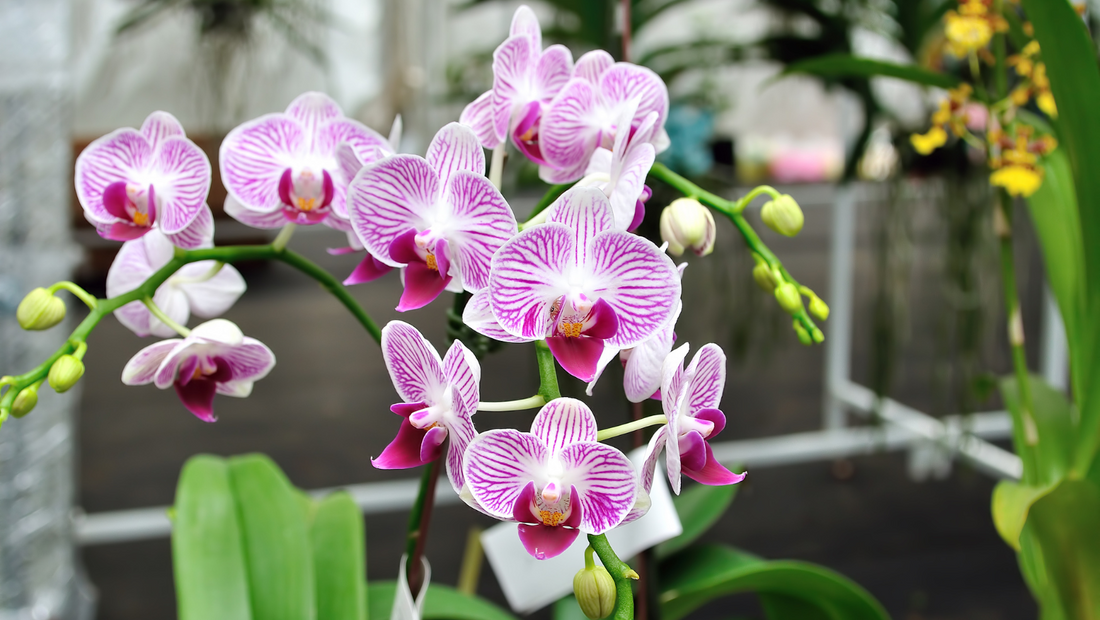 4 Myths About Caring for Orchids