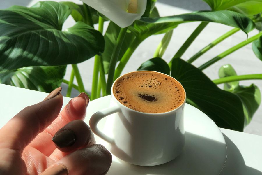 coffee and lily plant