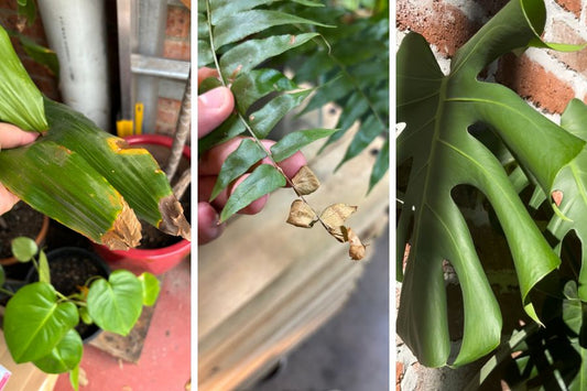 signs of lack of humidity in houseplants