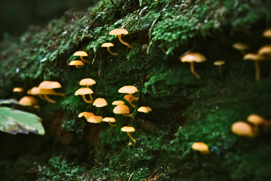 The Hidden World in Your Soil: Why Microbes Matter