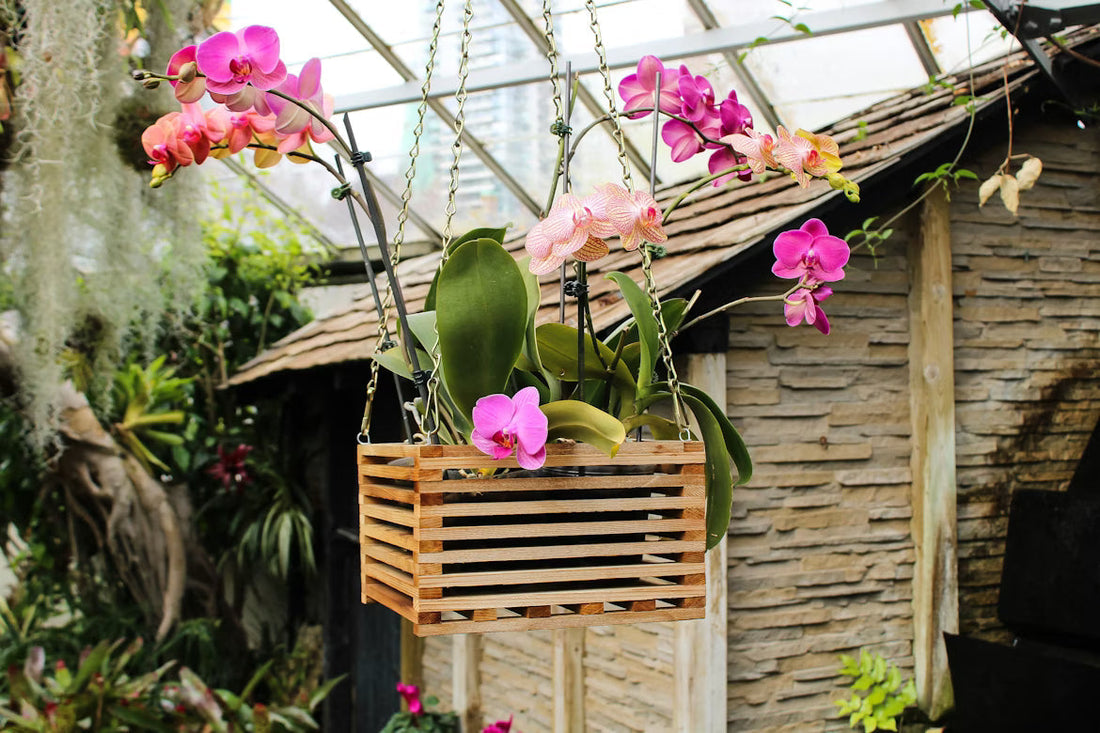 The Ultimate Spring Guide for Your Indoor Plants