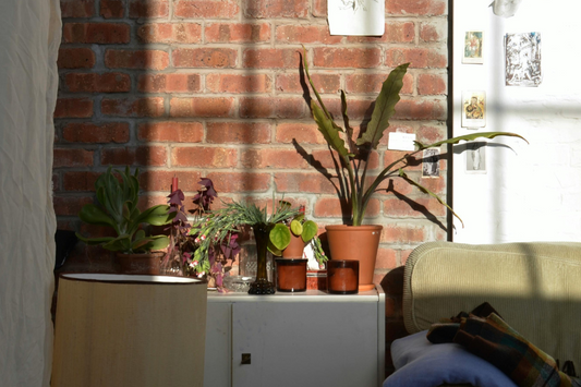 How To Stop Heat From Killing Houseplants