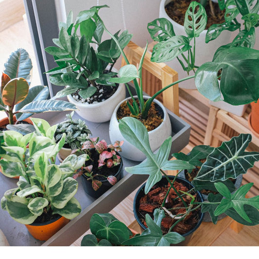The Crucial Role of Airflow for Indoor Plant Care