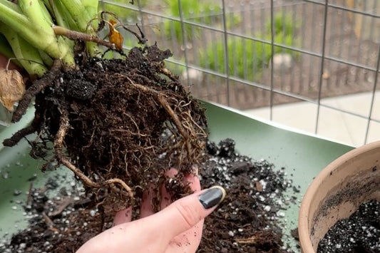 root rotting signs