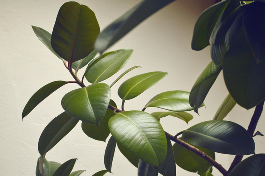 3 Houseplants That Clean The Air Inside Your Home