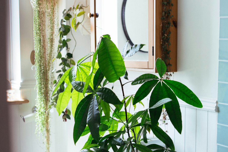How To Water Houseplants In the Shower. A Step By Step Guide.