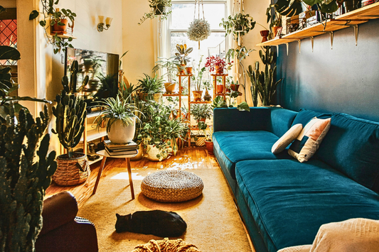 The Best Houseplants to Grow This Spring