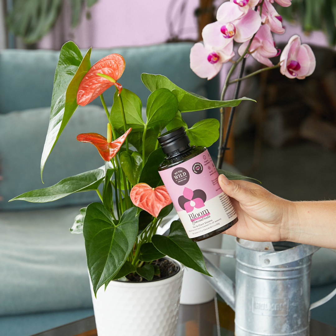 Bloom Flowering Plant Food