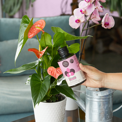 Bloom Flowering Plant Food