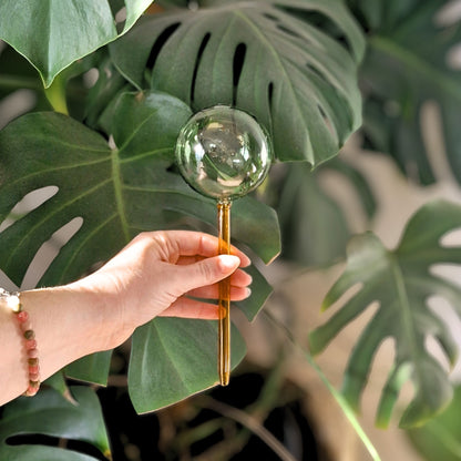 self-watering plant glass bulbs Self-Watering Glass Plant Globes – We The Wild Plant Care USA