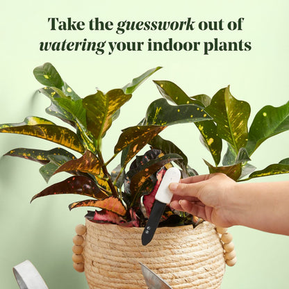 Plant Watering Bundle