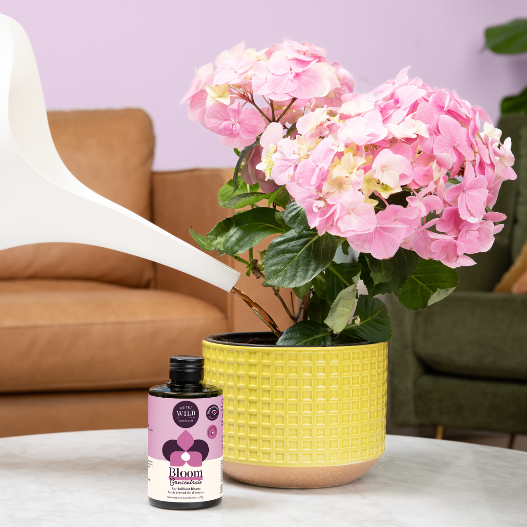 Bloom Flowering Plant Food