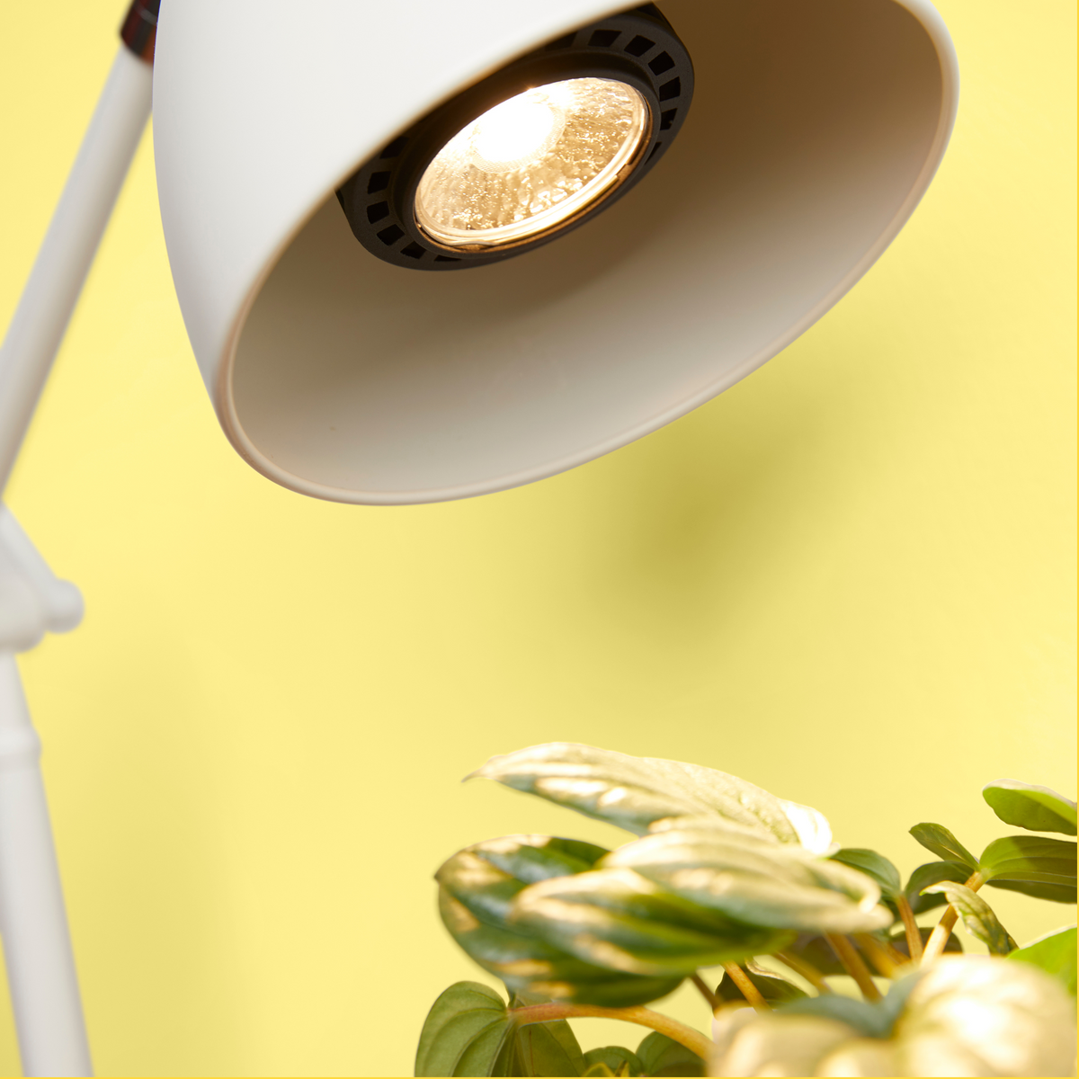 Instant Sun Grow Bulb – We The Wild Plant Care USA