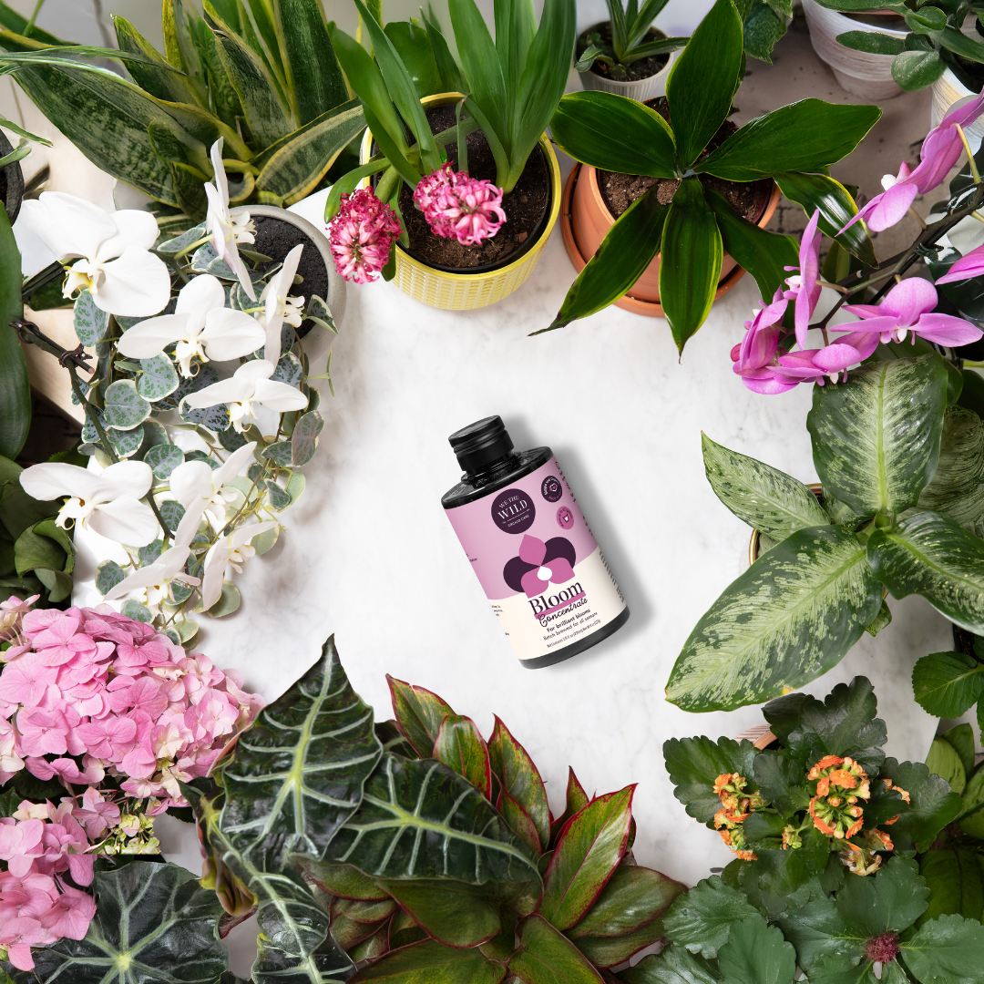 Bloom Flowering Plant Food