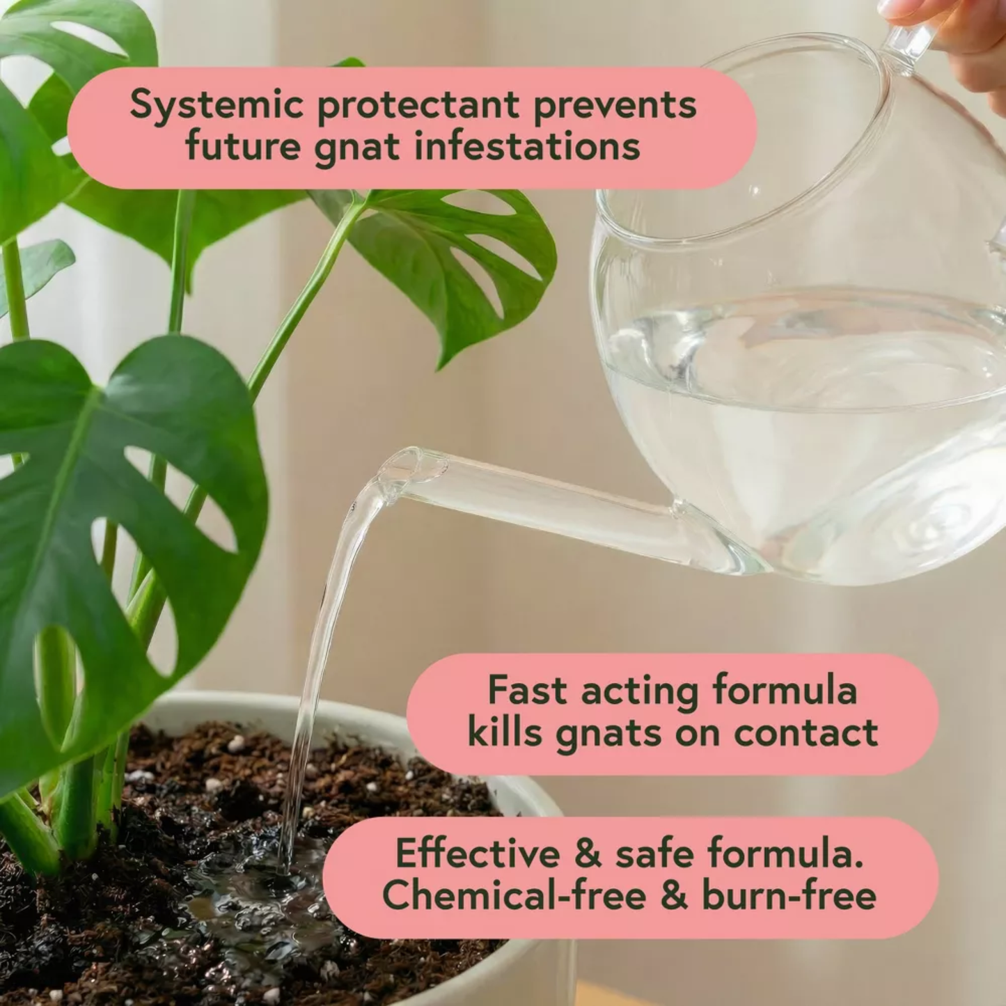 Fungus Gnat Fixer