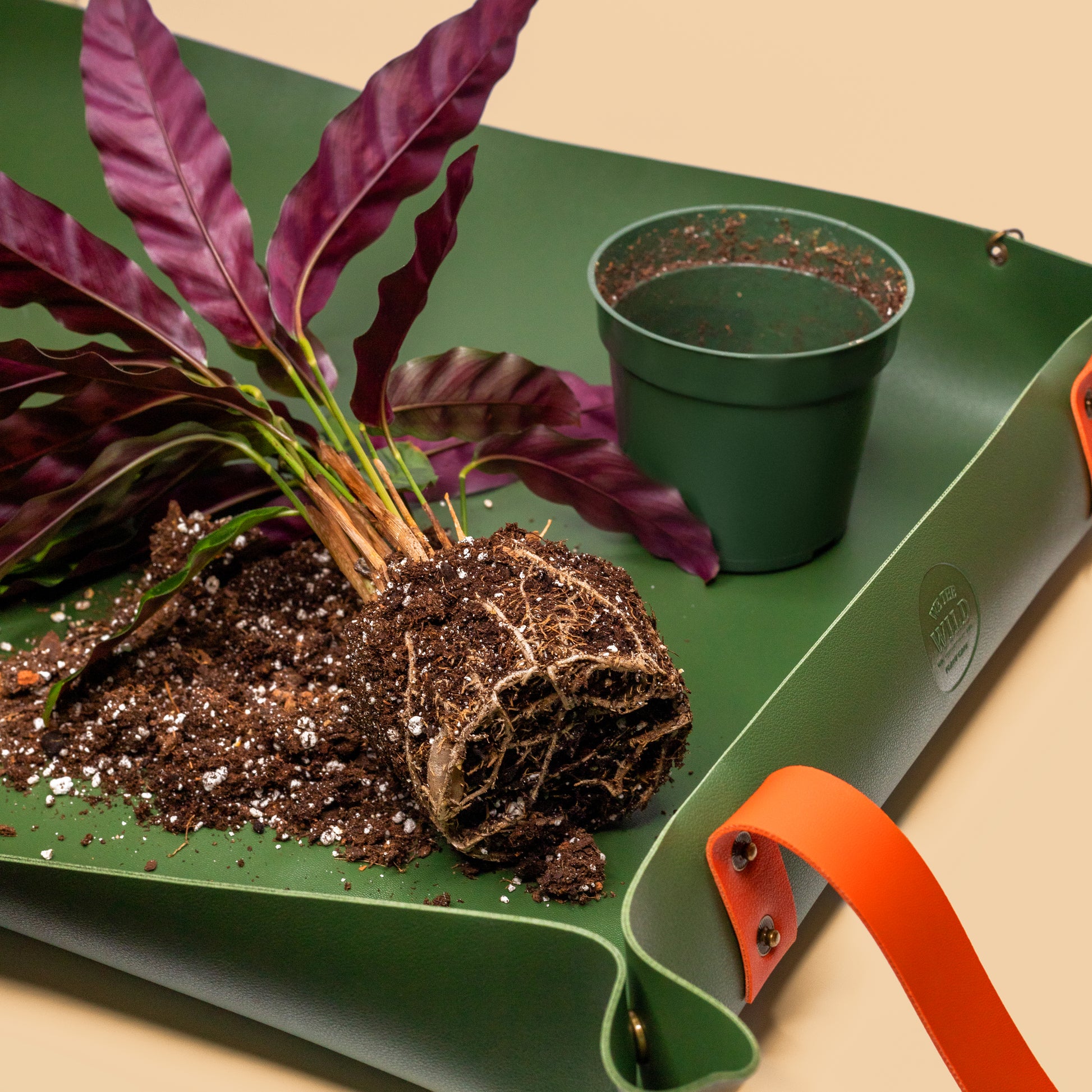 tray under potted plants Houseplant Repotting Kit