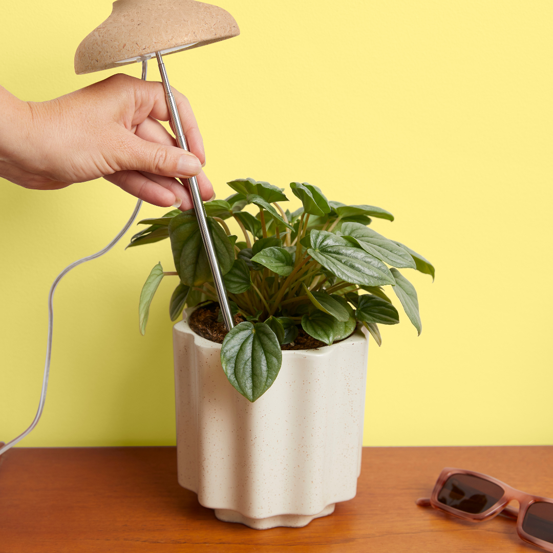 Instant Sun Houseplant Grow Lamp