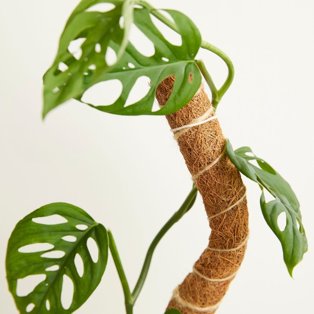 Coco Climber Grow Pole
