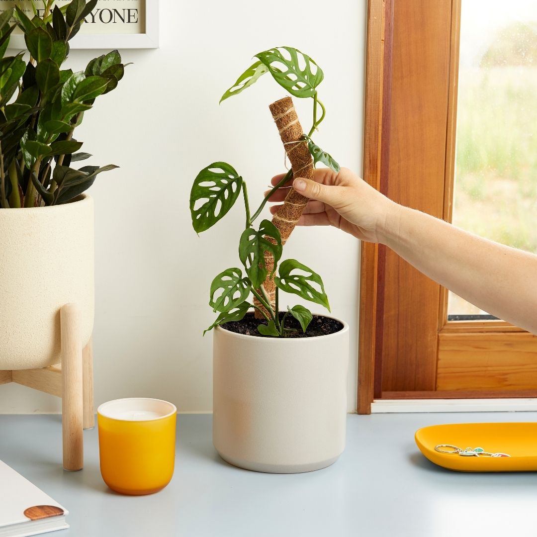 Coco Climber Grow Pole