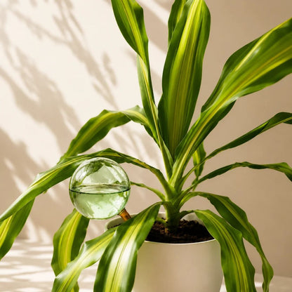 Self-Watering Globes - Glass