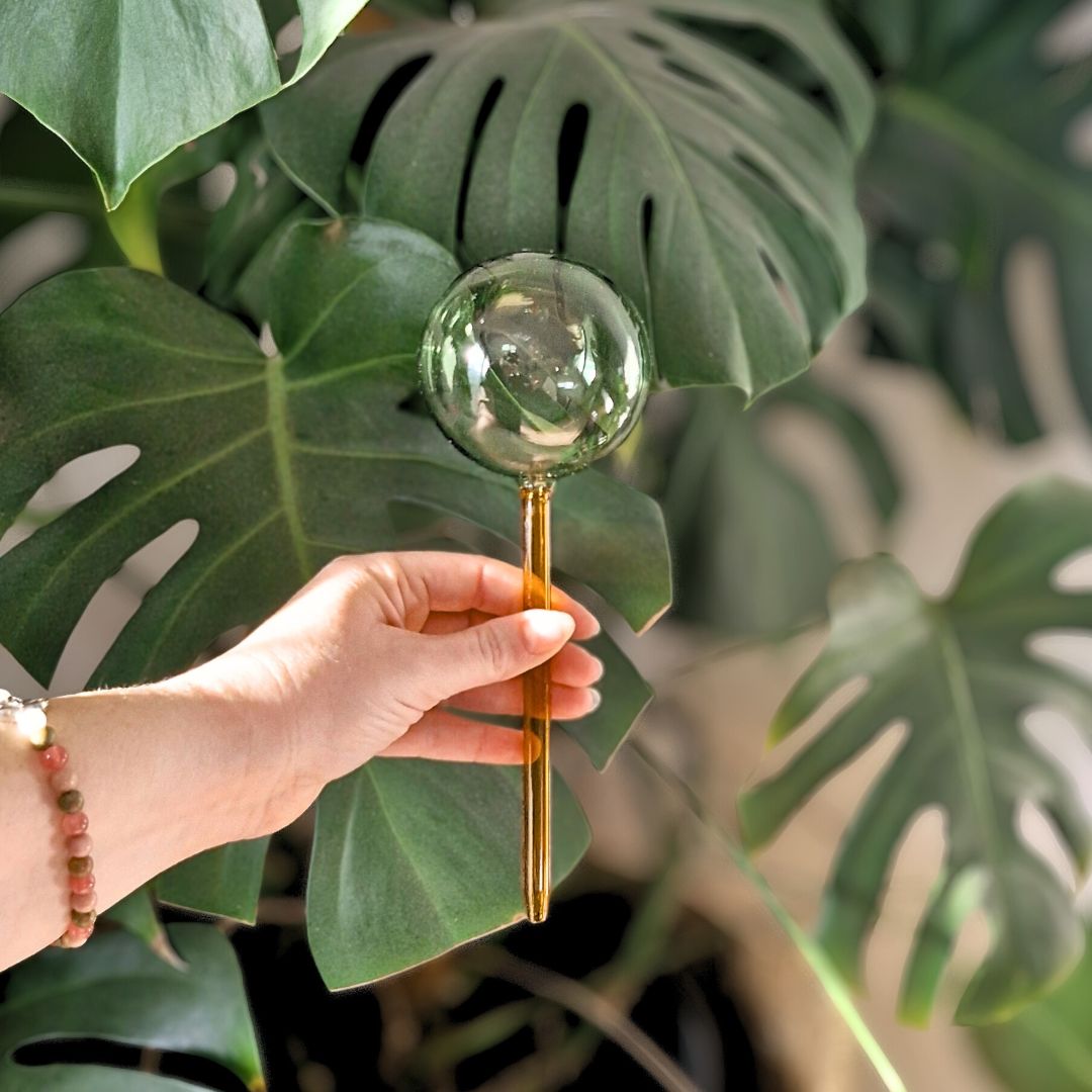 Self-Watering Globes - Glass