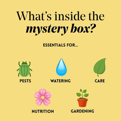 Fall Mystery Box Bundle