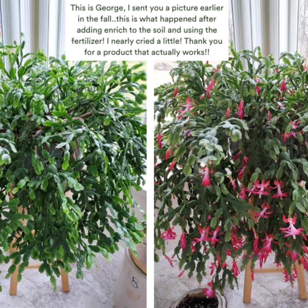 Grow Fast Acting Houseplant Food