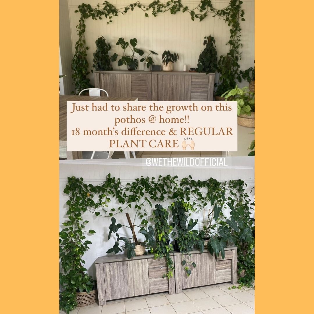 Grow Fast Acting Houseplant Food