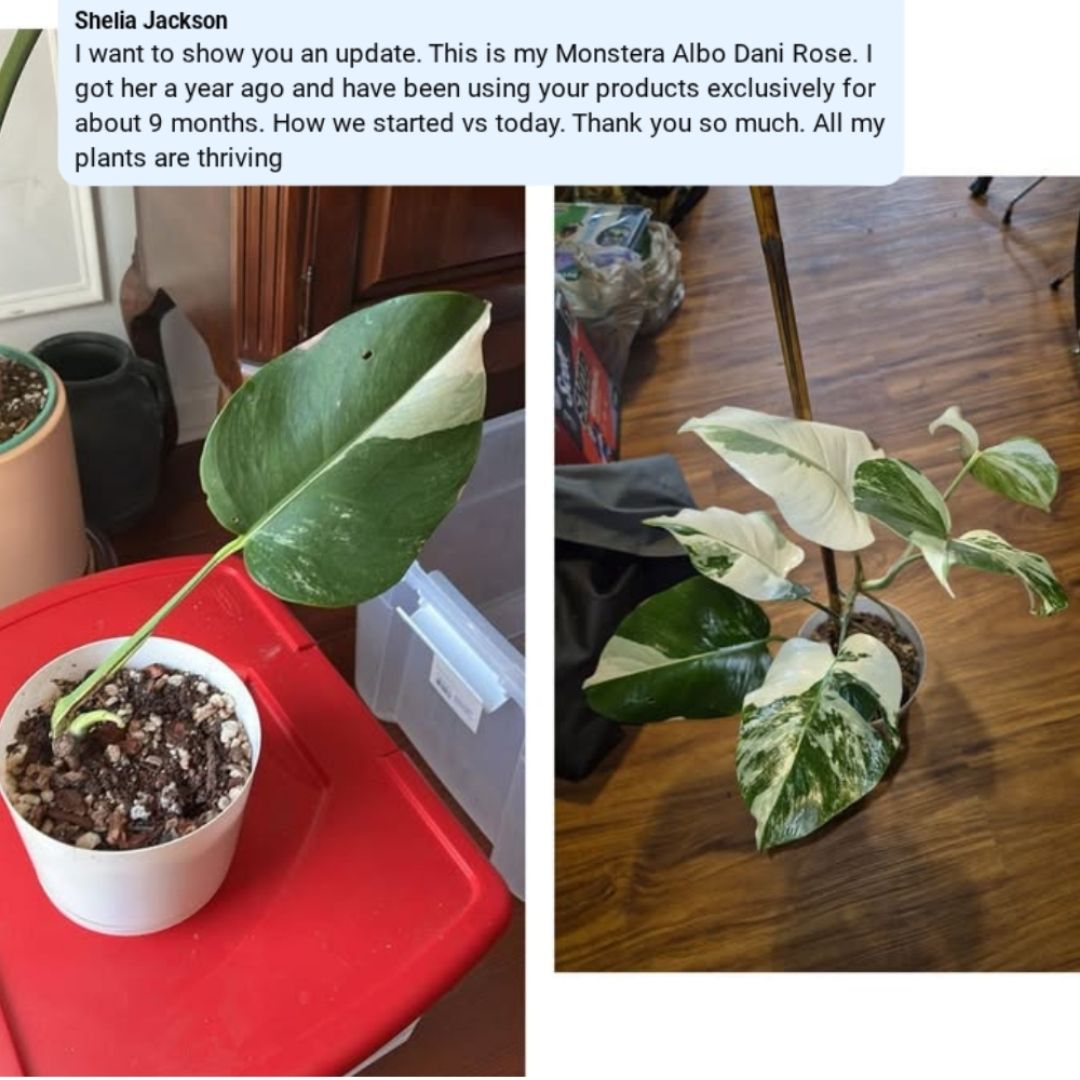 Grow Fast Acting Houseplant Food
