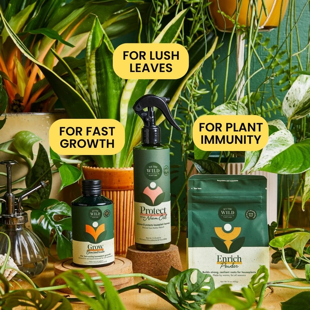Fall & Winter Plant Care Bundle
