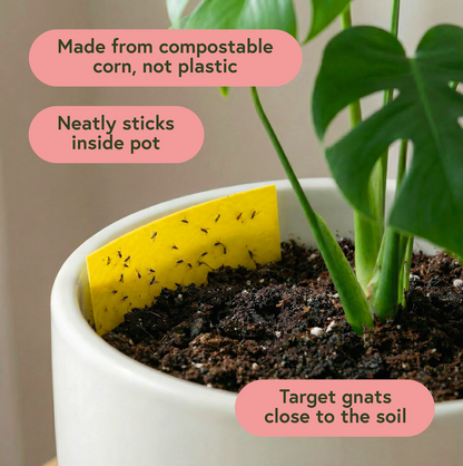 Fungus Gnat Fixer